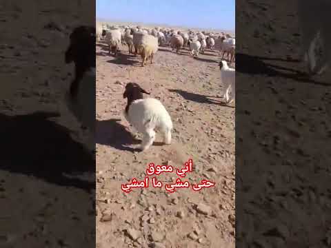 اني معوق حتى مشي ما امشي