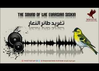  تغريد طائر النعار The Sound Of The Eurasian Siskin