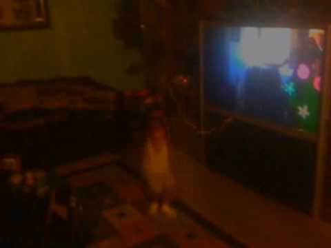 Sahmon Singing Booty Dew