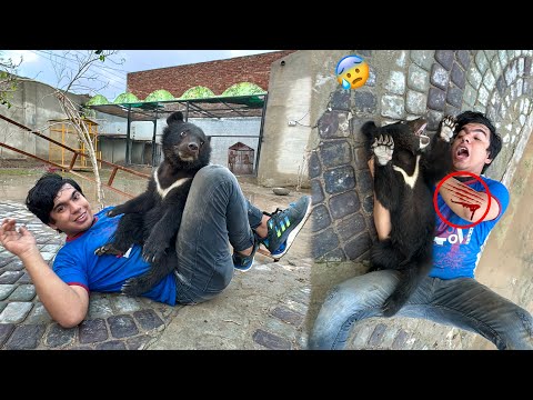 Big Zoo Me Bear Baby Agea Waleed Pr Attack Kr Dea