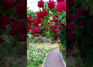 Beautiful Flowers Good Line Amazingflowers Viralvideo Gardenflowers Shortvideo