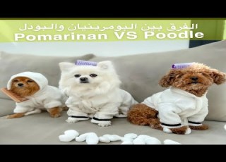  الفرق بين البودل و البومرينيان Poodle Vs Pomeranian
