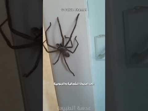 العنكبوت الصياد أكثر العناكب رعبا