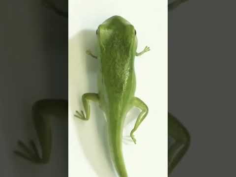 FROG CLASS 11 BIOLOGY Mdsirbiology Neet Education Devlopment Frog Science Sciencefacts