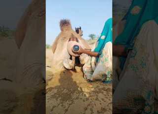 لا تنسوا مشاهدة فيديوهات نساء صحراء ثر والحياة المرتبطة بثقافة أهل ثر صحراء ثر حياة البادية