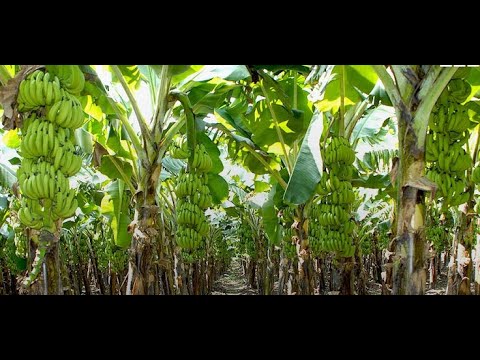 Kilimo Cha Migomba Kabla Ujalima Lazima Uangalie Hii Video Ujifunze Kutoka TBC 1 Kilimo Cha Migomba Kabla Ujalima Lazima Uangalie Hii Video Ujifunze Kutoka TBC 1