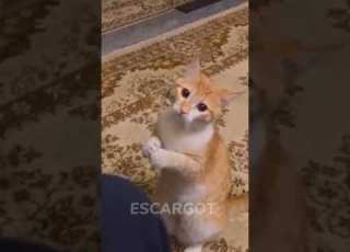  واحد فيكم يقول لي كيف اقنعتها برافو يا شيشي