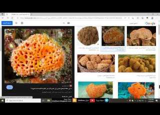 ثامن مهارات البحث في الشابكة الانترنت 1