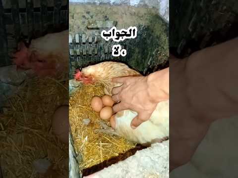 هل يمكن ارغام الدجاج على حضن البيض مزرعتي حياة الريف بالمدينة هل يمكن ارغام الدجاج على حضن البيض مزرعتي حياة الريف بالمدينة