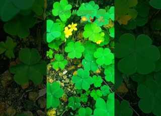 Bhegi Bhegi Sanamre Photography Litty Stephen Good Morning Vibe Good Morning Status