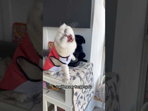 Kiki Wishes For 200k Subscribers Kikicutekitty Pleasesubscribe Iloveyou Scottishfold Fyp