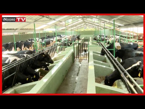 Ũrĩithia Wa Ng Ombe Cia Iria Ikinu Kiambu MũgamboWaMũrĩmi