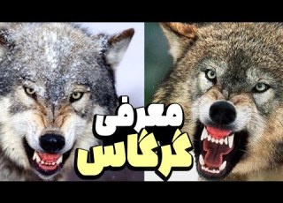 معرفی گرگاس با خوی سگ و درندگی گرگ