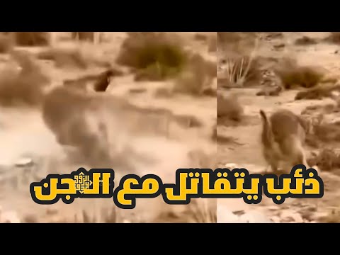 ذئب يتقاتل مع الـ جن