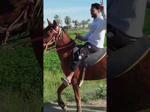 ما يهمنا البوليس الله حامينا يا رخيص احمد السمالوسي عرب الفيوم سمالوس يا كبدي