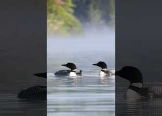 Common Loons Calling