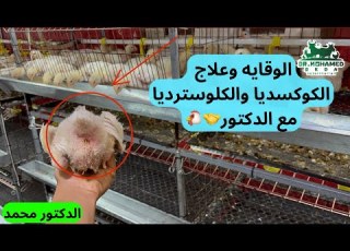 الكوديا والكلوسترديا عند الفراخ البيضاء وطرق الوقاية والعلاج مع الدكتور هتفهم التربيه