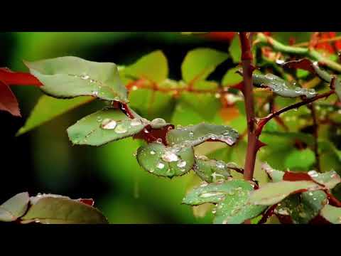 مونتاج طبيعة مونتاج مطر فيديو طبيعة خضراء فيديو مطر تصميم طبيعة مونتاج طبيعة مونتاج مطر فيديو طبيعة خضراء فيديو مطر تصميم طبيعة