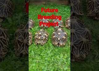  Tortoise Indian Stars Shorts Pets Cute Reels Beautiful Indian Indianarmy Trending