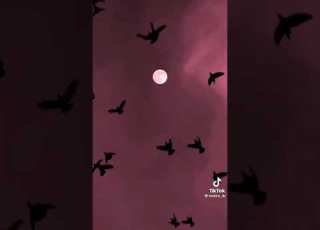 يلا شوت حبيبي اغاني Shorts Like Music Tiktok Foryou