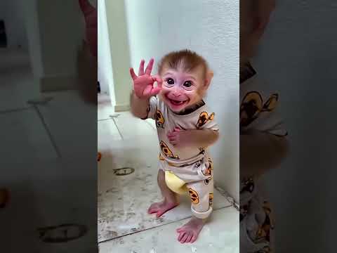 خالو شوف قرد كيوت Cute