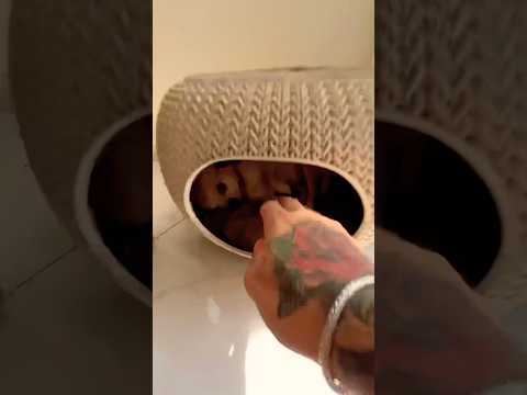 Doing Kuchi Kuchi To My Chihuahuas