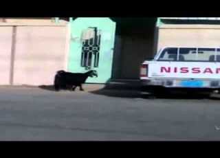 نصحى بدري يا شطار