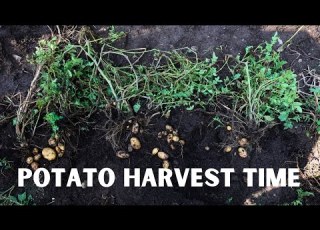  How Do You Know When Your Potatoes Are Ready To Harvest