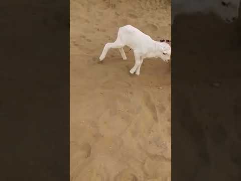 حيوان نونو صغير جميل يمشي على الرمل Shorts Short Video Videoshort