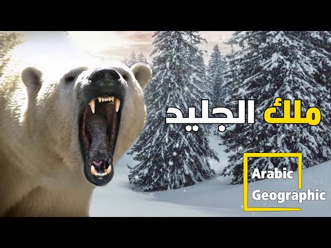 الدب القطبي ليس بملك الغابة لكنة ملك الجليد الحيوانات والحياة البرية