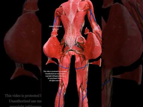 مقابض القناة الشرجية نظرة عميقة على الأمعاء الغليظة