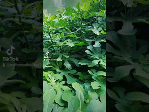 وائل جسار ميل ياغزيل