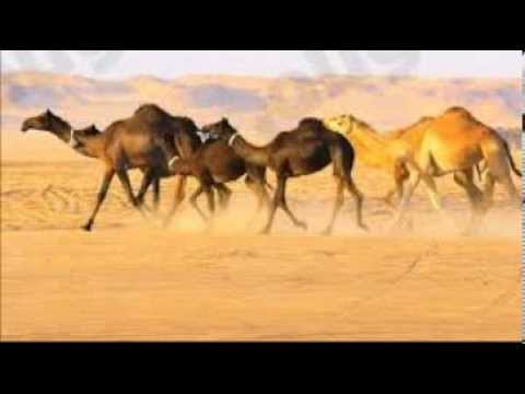 شيلة منقية علي بن جارالله آل ذروه البريدي أداء جفران المري