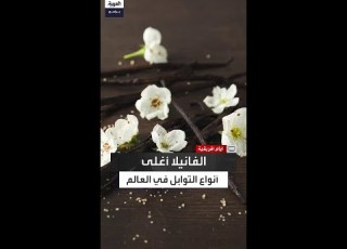 قصة الفانيلا من زراعتها المتسلقة إلى عملية تلقيحها المعقدة