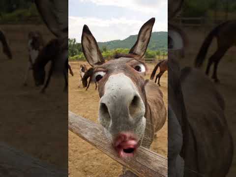 يالولو يالوو ووو ياحمار ياوحشي Funny