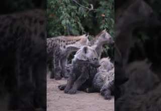 ضحكة الضباع Viralvideo Content الحياة البرية ضبع Animallover New Viralshort Hyenas اكسبلور 