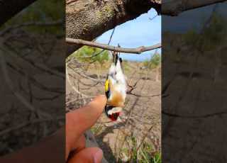 طائر يتأرجح على شجرة Goldfinch In Garden Wildlife اون Birds Oiseaux طائر
