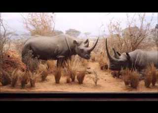 Hall Of African Mammals At Natural History Museum Of Los Angeles County