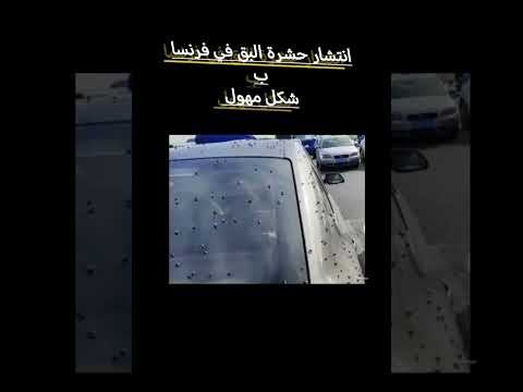 حشرة البق تلتهم الفرنسييين ب شكل مرعب