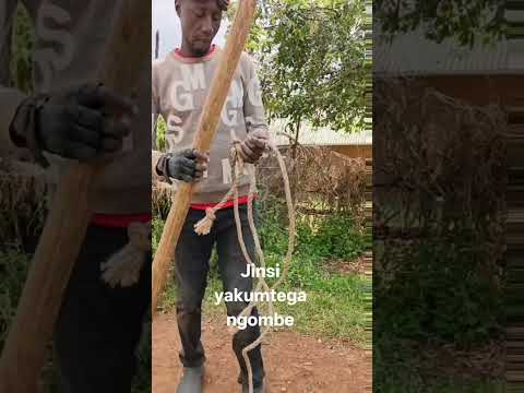 JINSI YAKUTEGA NGOMBE