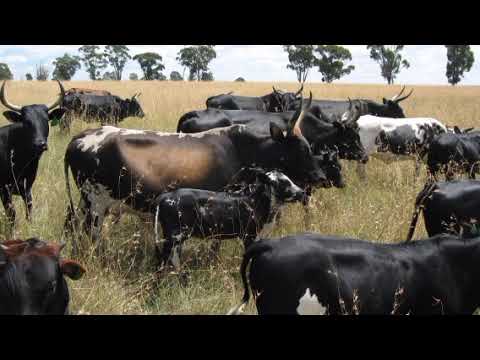 DILA MANG OMBE BHAHUNGUJI PRD BY MANAMBA STUDIO