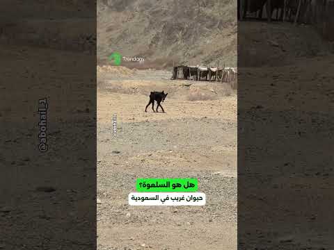Saudis Spot A Strange Animal Is It A Hyena