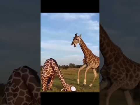 Bro Explorepage Funny Trending Tiktok Iyanamoye