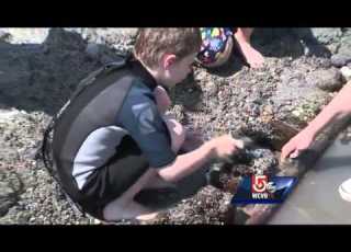 Schooner From 1800s Uncovered On Mass Beach