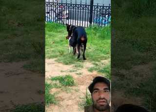  Game Playing Dog Dogfunny Doggielife