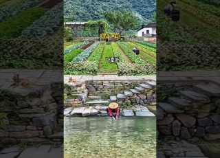  청춘 고백 나훈아