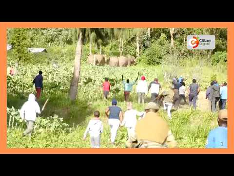 Normal Activities In Lari Kiambu Disrupted As Residents Woke Up To Elephants Invading Their Homes