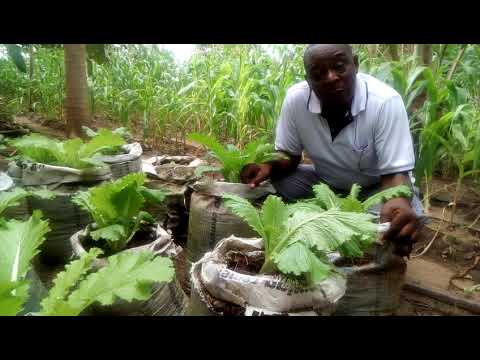 Kilimo Cha Mboga Mboga Kwa Wasio Na Ardhi Kubwa
