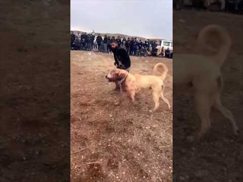 پژدر کوردی قدیمی ترین نژاد سگ در آسیا و ایران سگ ایران جنگ Dog Iran