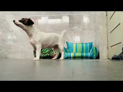 Our Jacky Showing Her Talent